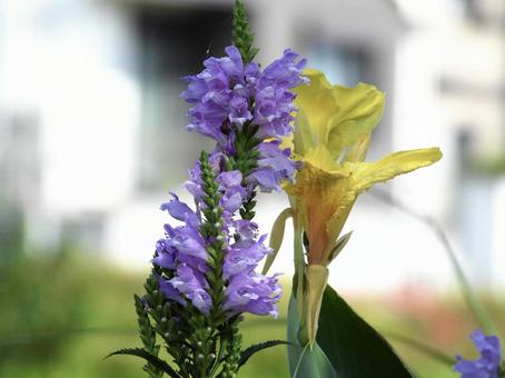 きれいな花 きれいな花の写真