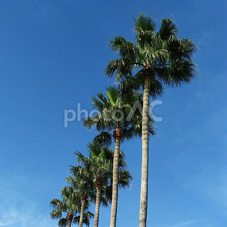 ヤシの木と青空 バカンス,ヤシ科,太陽の写真素材