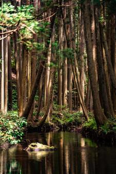 神秘的な牛渡川 神秘的な牛渡川 神秘的,森林,湧水の写真素材