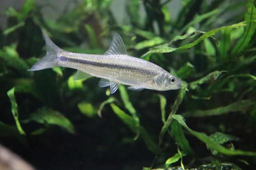川魚　タモロコ　水草を食べる タモロコ,魚,淡水魚の写真素材