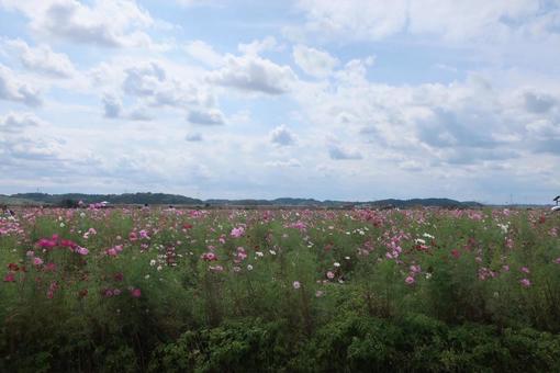 コスモス畑 コスモス,日本,風景の写真素材