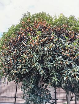 金木犀 金木犀,キンモクセイ,花の写真素材