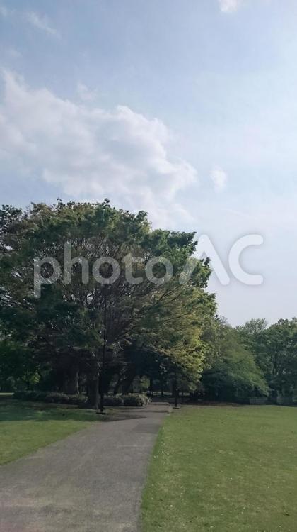 大きな木と先に続く道 木,道,春の写真素材