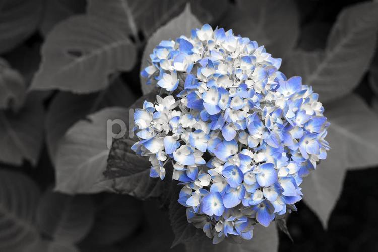 雨上がりの鮮やかな紫陽花 雨,白,モノクロの写真素材