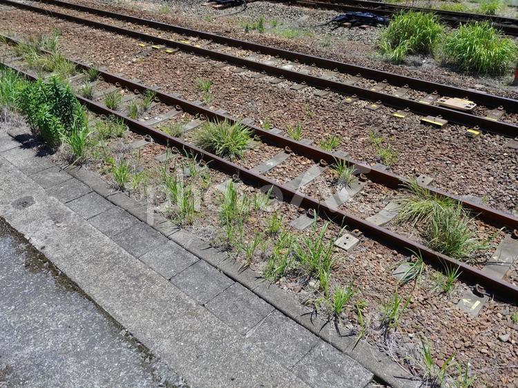 雑草の生えた線路 電車,線路,レールの写真素材