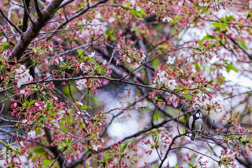 花と鳥 花と鳥の写真