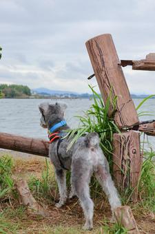 湖を眺めるワンコ わんこ,犬,シュナの写真素材