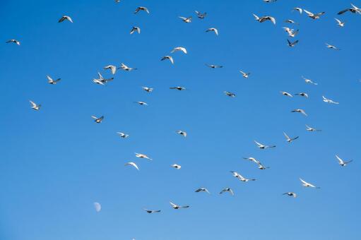 ハトの飛翔⑵ 鳥,ハト,月の写真素材