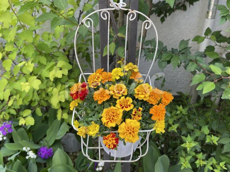 4月のマリーゴールドの花 2025 マリーゴールド,花籠,センジュギクの写真素材