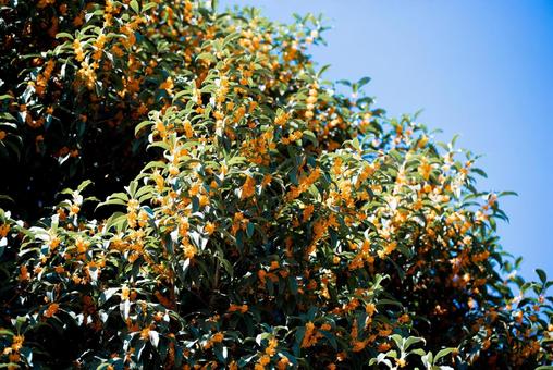 金木犀 金木犀 キンモクセイ,金木犀,秋の写真素材