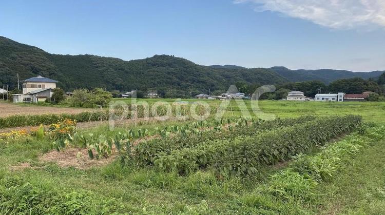 畑がある田舎の風景 田舎,農村,山の写真素材