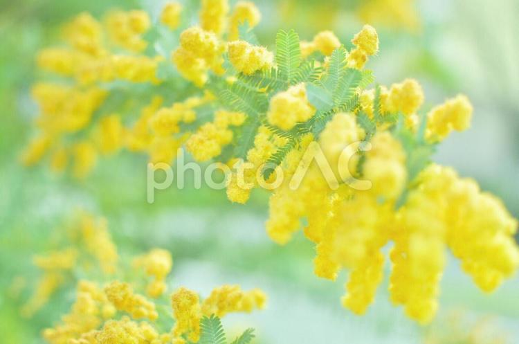 ミモザ(ぼかし) ミモザ,植物,黄色い花の写真素材