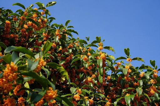 キンモクセイと青空2 キンモクセイ,金木犀,甘い匂いの写真素材