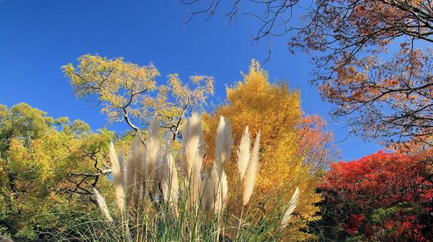楽寿園の紅葉 紅葉,秋,もみじの写真素材