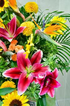 Wine-red oriental lily, JPG