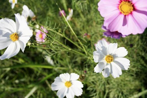 真上から見たコスモスの花 コスモス,秋桜,秋の写真素材