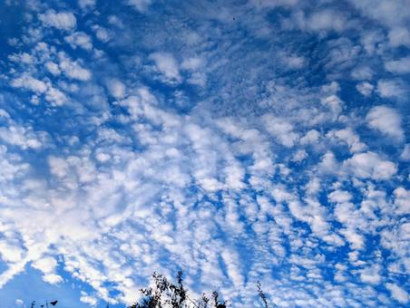 澄みきった秋の空とうろこ雲1 澄みきった秋の空とうろこ雲1の写真