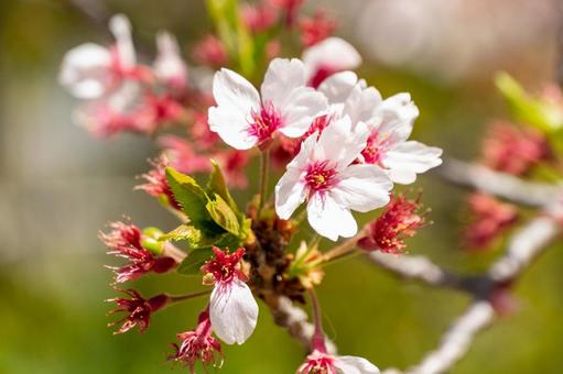 桜の花 桜の花の写真