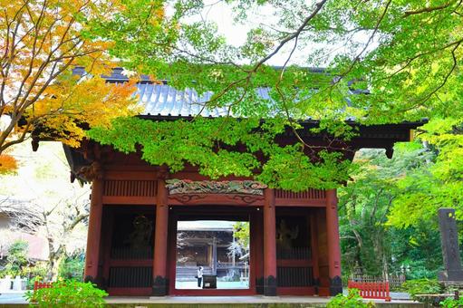 秋の青もみじと山門② 秋の青もみじと山門② 青もみじ,紅葉,秋の写真素材