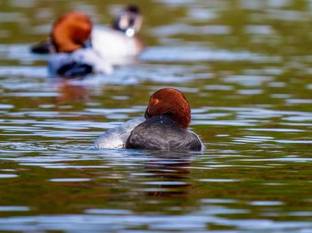 池を泳ぐホシハジロのオスの写真