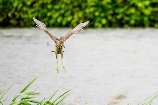 ホシゴイ(28)の写真
