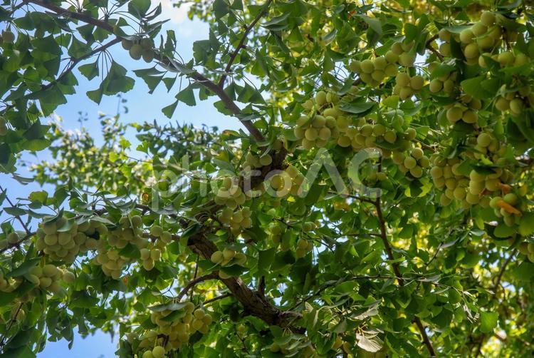 色づく前の夏の銀杏 銀杏,イチョウ,ギンナンの写真素材