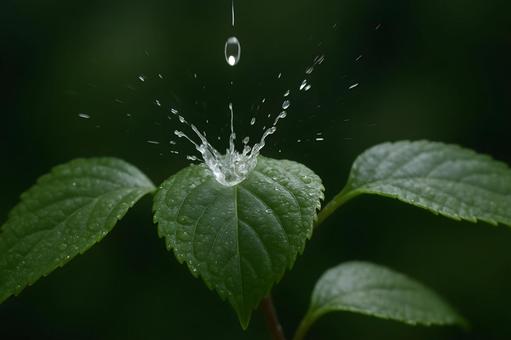 葉に弾ける水滴 葉に弾ける水滴の写真