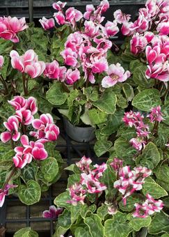 花★シクラメン（ピンク） シクラメン,ピンク,フラワーの写真素材