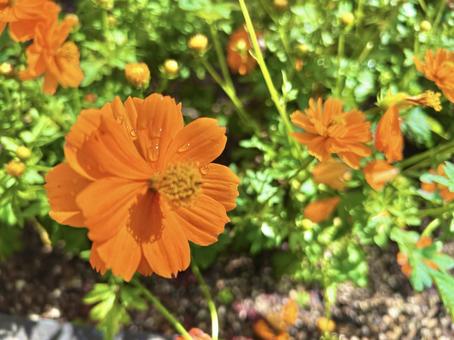 ロードオレンジ ロードオレンジの写真