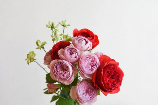 三色のバラ 三色のバラ スプレーばら,赤,薔薇の写真素材