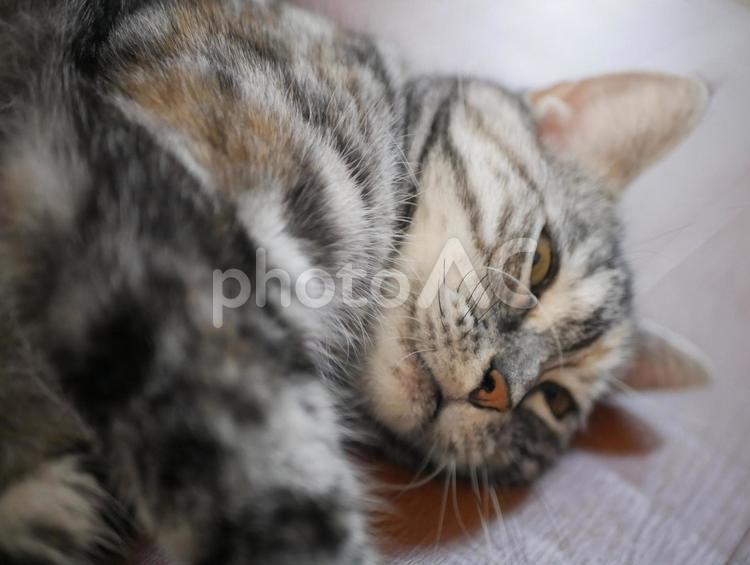 アメショのくーちゃん 動物,ねこ,ネコの写真素材