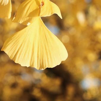 Ginkgo, ginkgo biloba, leaf, autumn leaves, JPG
