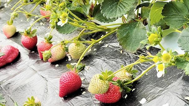 Strawberry picking 009, JPG Strawberry picking 009, strawberry, strawberry picking, fruit, JPG