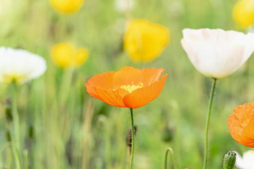 アイスランドポピーの花畑の風景 アイスランドポピーの花畑の風景の写真