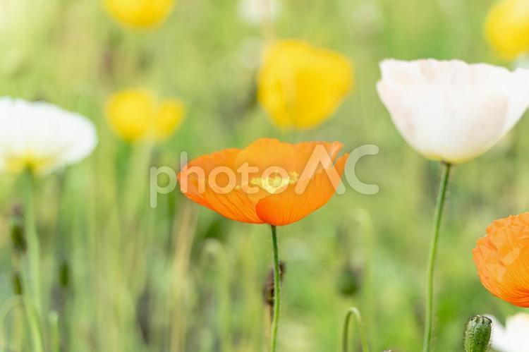 アイスランドポピーの花畑の風景 アイスランドポピー,ポピー,シベリアヒナゲシの写真素材