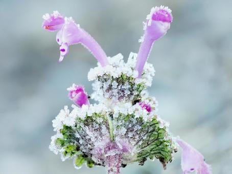 霜のホトケノザ ホトケノザ,雑草,霜の写真素材