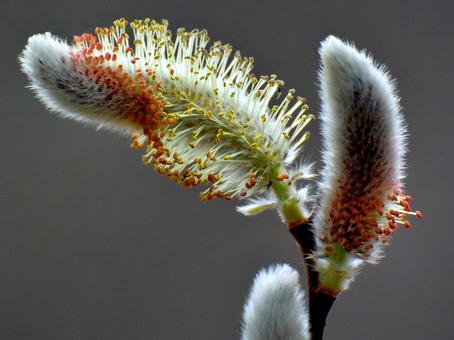 ネコヤナギの花 ネコヤナギの花の写真