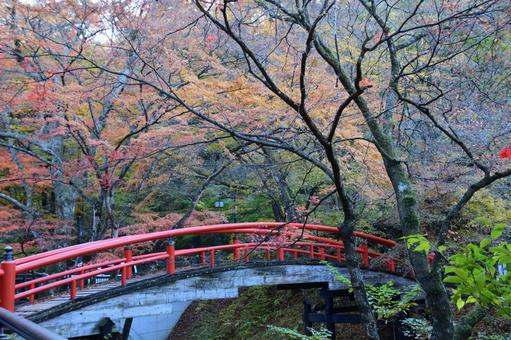 吊り橋と紅葉２ 紅葉,もみじ,吊り橋の写真素材
