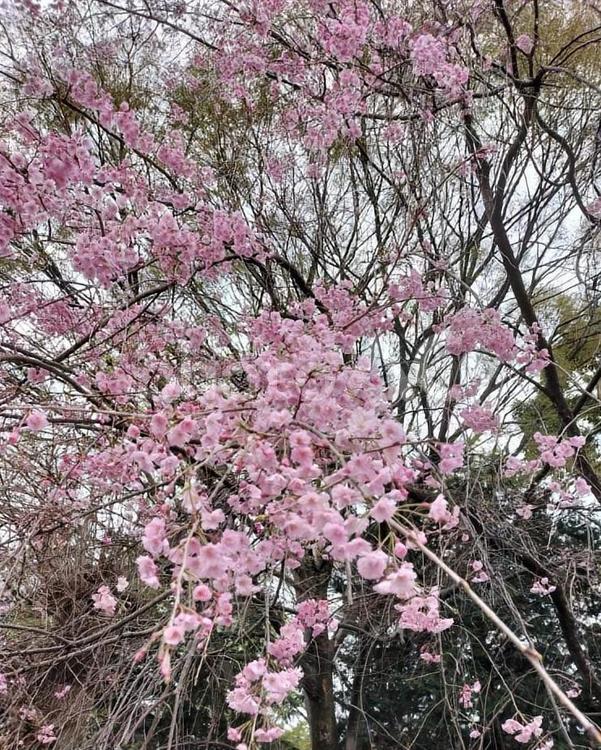満開の枝垂桜 春,しだれ桜,綺麗な桃色の写真素材
