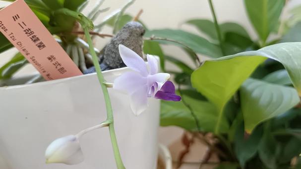 青紫色のミニ胡蝶蘭の花・紫式部 蘭,紫式部,ミニ胡蝶蘭の写真素材