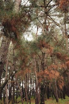 Photo, woods, forest, wood, 