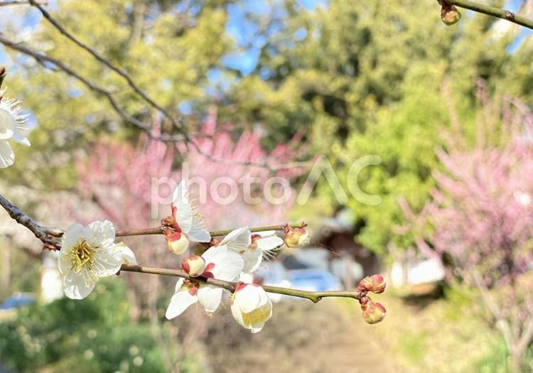春の訪れ　〜白梅〜 春,景色,風景の写真素材