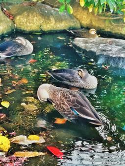 秋の公園の紅葉の水面と鴨 秋の公園の紅葉の水面と鴨 カモ,鳥,浮かぶの写真素材