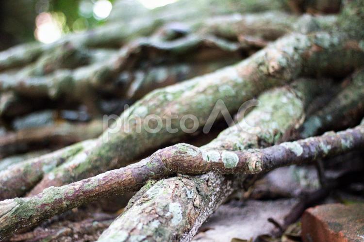 備瀬のフクギ並木の樹木 沖縄,本部町,フクギ並木の写真素材