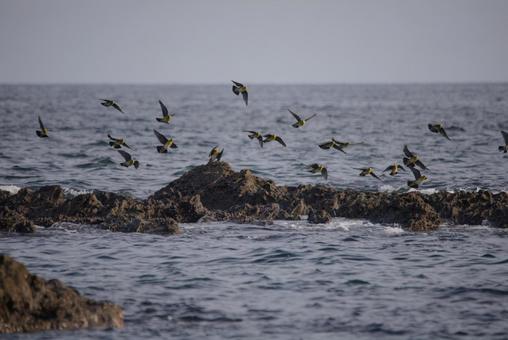 アオバト 海,風景,鳩の写真素材
