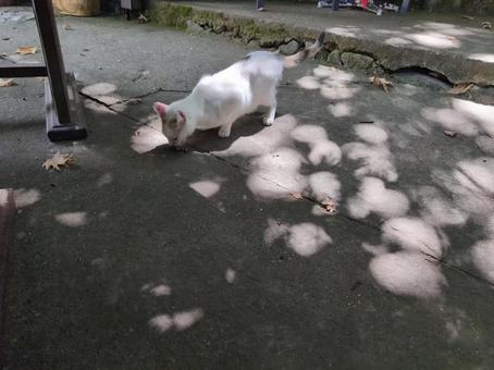 メルニックの猫 猫,動物,石畳の写真素材