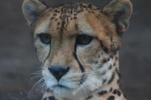 チーター チーター チーター,ネコ科,斑点の写真素材