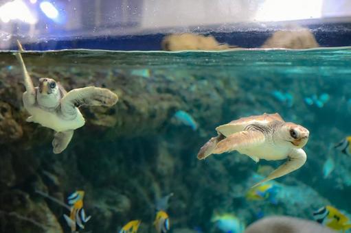 アカウミガメ アカウミガメ 亀,カメ,ウミガメの写真素材