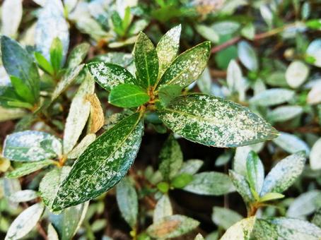 Spider mites damage to azaleas, JPG