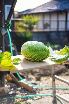 収穫したての新鮮白菜 白菜,野菜,冬野菜の写真素材